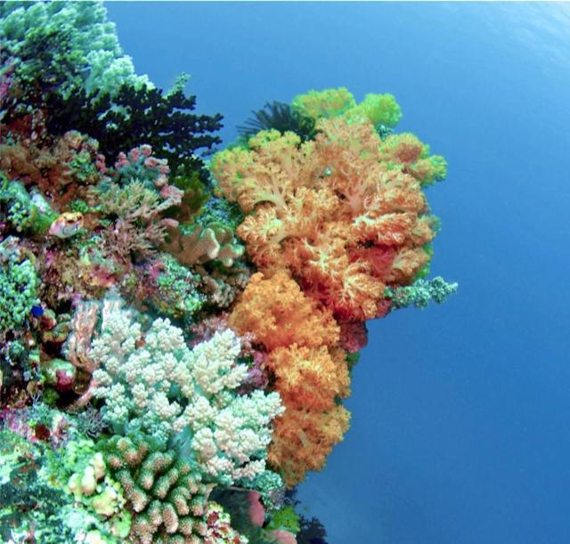 Nomad Divers Bangka Likupang Экстерьер фото
